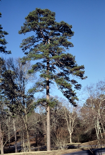 {Pinus echinata}